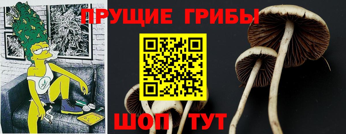 Галлюциногенные грибы Psilocybine cubensis Якутск